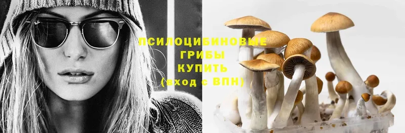 купить  цена  KRAKEN tor  Псилоцибиновые грибы Psilocybe  Сердобск 